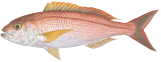 pinksnapper